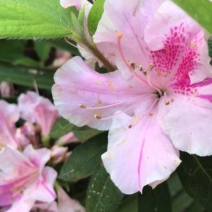 Meet your Posher, Dawn